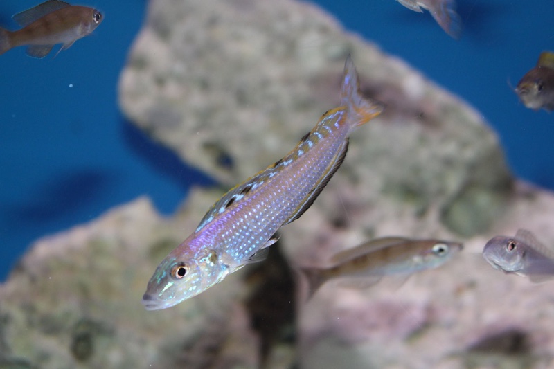 Enantiopus melanogenys 'Mpulungu'